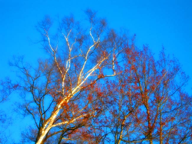 Tree 2950