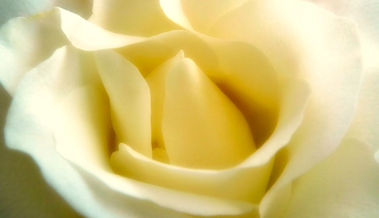 My Valentine Rose