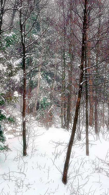 Winter Solstice