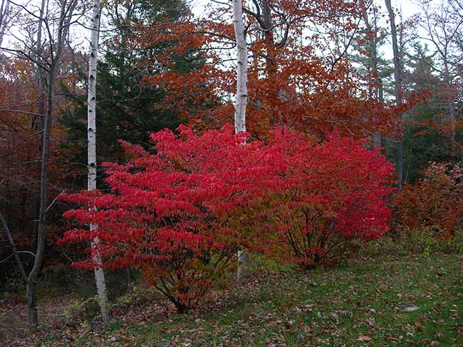 Burning Bush