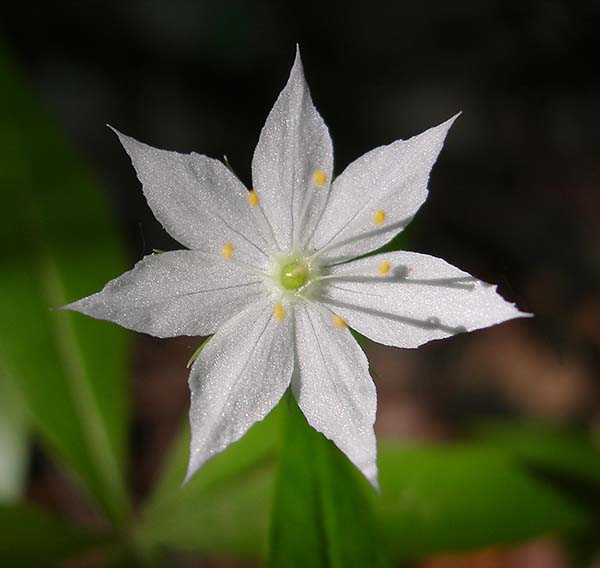 Starflower