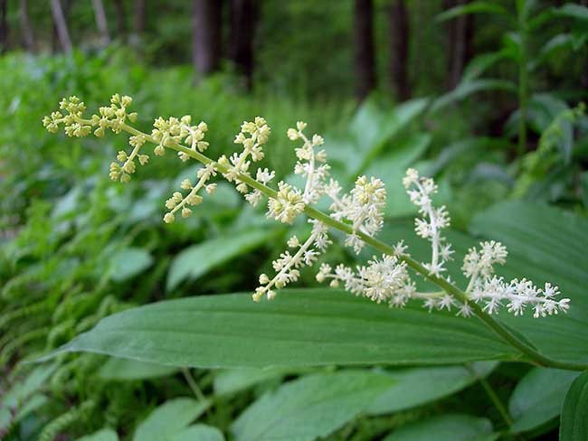 False Solomon’s Seal