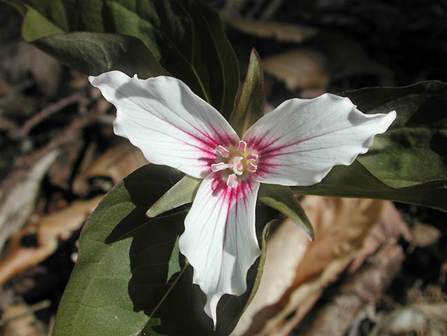 Trillium
