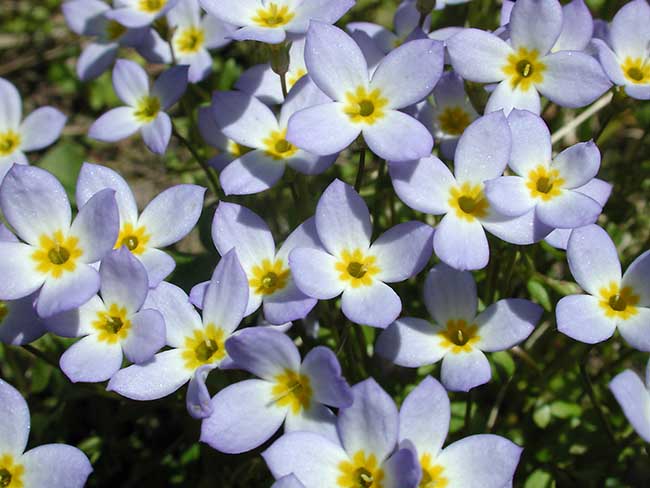 Bluets